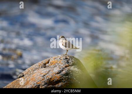 Un piper de sable commun, Actitis hypoleucos, se tient gracieusement sur un rocher mousselé près d'un plan d'eau chatoyant, mettant en valeur son plumage subtil contre un embellissement Banque D'Images