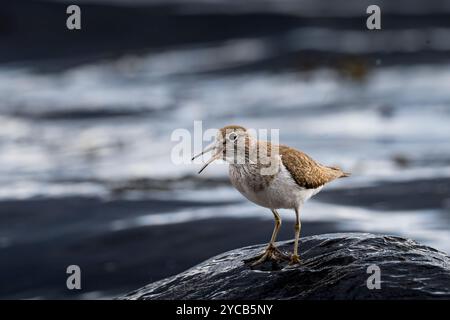 Un piper de sable commun, Actitis hypoleucos, a capturé à mi-appel alors qu'il était perché sur la surface rocheuse humide, sur un fond flou d'eau qui coule Banque D'Images