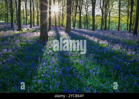 Lumière du soleil coulant dans le bois Bluebell avec des hêtres, Hampshire, Angleterre, Royaume-Uni, Europe Banque D'Images