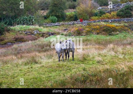 Connemara, Irlande. Photo de Peter Cavanagh Banque D'Images