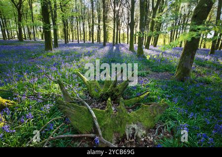 Lumière du soleil coulant dans le bois Bluebell avec des hêtres, Hampshire, Angleterre, Royaume-Uni, Europe Banque D'Images