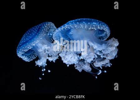 Méduse à bouche de racine tachetée, (Phyllorhiza, punctata)Aquarium, Odysseo Oceanarium Mauritius, show aquarium, grand aquarium, vieille ville, Port Louis, Inde Banque D'Images