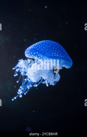 Méduse à bouche de racine tachetée, (Phyllorhiza, punctata)Aquarium, Odysseo Oceanarium Mauritius, show aquarium, grand aquarium, vieille ville, Port Louis, Inde Banque D'Images