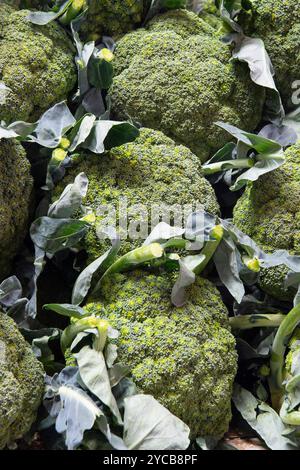 Marché de fruits et légumes, halle de marché, brocolis ou brocolis (Brassica oleracea), vieille ville, Port Louis, Océan Indien, île, Maurice, Afrique, Obst Banque D'Images