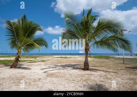 Cocotier ou cocotier (Cocos nucifera), plage de Flic en Flac, plage, Océan Indien, île Maurice, Afrique, Kokospalme oder Kokosnußpalme (Coco Banque D'Images