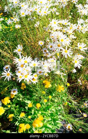 belles fleurs blanches et jaunes qui fleurissent au début de l'hiver Banque D'Images