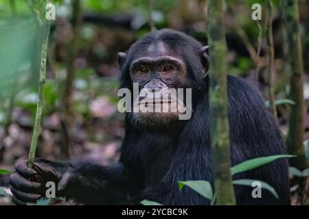 Portrait de chimpanzé Banque D'Images
