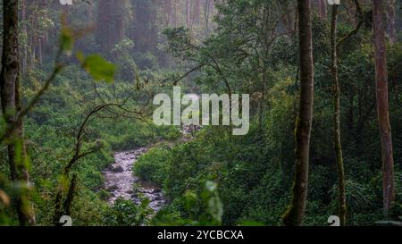 Rivière dans la forêt tropicale impénétrable de Bwindi Banque D'Images