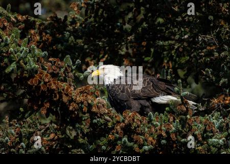 Aigle chauve adulte en Alaska assis dans un pin Banque D'Images