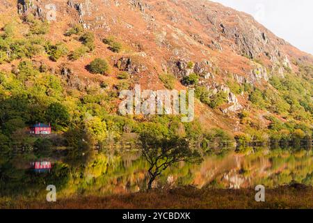 Arbre solitaire à côté du lac Llyn Dinas dans la vallée de Nant Gwynant dans le parc national de Snowdonia automne. Nantgwynant, Beddgelert, Gwynedd, nord du pays de Galles, Royaume-Uni, Grande-Bretagne Banque D'Images