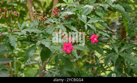 cardinal creeper ou lady doorly's morning glory plant avec des fleurs de couleur rouge vif profond, la vigne grimpante ornementale tropicale dans la mise au point douce dans le jardin ba Banque D'Images