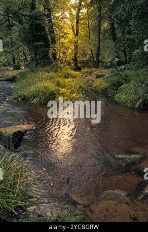 Golitha Falls. Un ruisseau qui coule à travers l'ancienne forêt de Draynes Wood sur Bodmin Moor en Cornouailles au Royaume-Uni. Banque D'Images