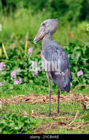 Shoebill, Balaeniceps rex, alternativement appelé le Whalebill, cigogne à tête de baleine, et cigogne à bec de chaussure, marais de Mabamba, Kampala, lac victoria, Ouganda Banque D'Images