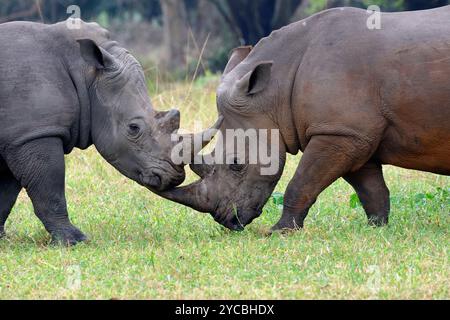 Rhinocéros blancs du sud ou rhinocéros blancs du sud, Ceratotherium simum simum, réserve de rhinocéros Ziwa, Nakitoma, Ouganda Banque D'Images