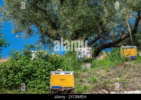 Ruches pour abeilles productrices de miel dans une zone boisée dans un champ sur une colline grecque. Banque D'Images