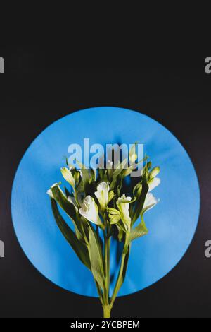 Alstroemeria fleurit sur un disque bleu rond sur fond noir, avec espace copie. Banque D'Images