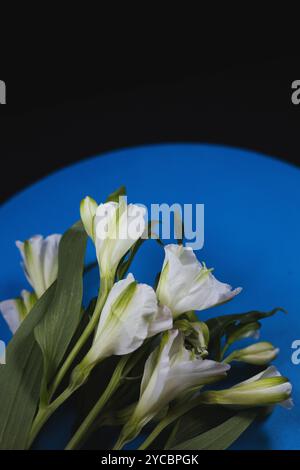 Alstroemeria fleurit sur un disque bleu rond sur fond noir, avec espace copie. Banque D'Images