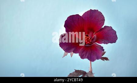 Floraison de fleur d'Hibiscus à feuilles rouges ou Hibiscus acetosella ou autre nom comme Rosemallow africaine, Hibiscus canneberge, faux Rosella et Mallow Maroon Banque D'Images