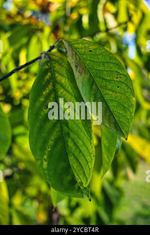 L'arbre Paw-Paw feuilles à la fin de l'automne. Asimina triloba. USA 2024 Banque D'Images