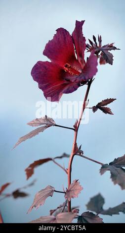 Floraison de fleur d'Hibiscus à feuilles rouges ou Hibiscus acetosella ou autre nom comme Rosemallow africaine, Hibiscus canneberge, faux Rosella et Mallow Maroon Banque D'Images