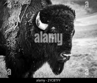 Bison noir et blanc dans le Dakota du Sud Banque D'Images