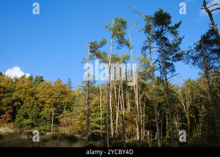 De hauts pins s'élèvent sous un ciel bleu clair dans un cadre forestier paisible. Réservoir Entwistle Woodland Lancashire UK. Banque D'Images