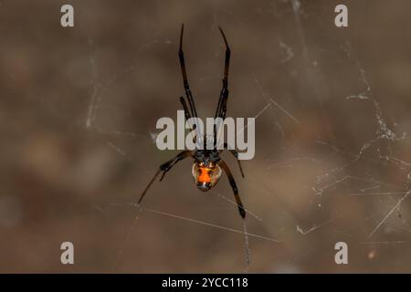 Une araignée venimeuse à bouton brun (Latrodectus geometry) sur sa toile dans la nature Banque D'Images