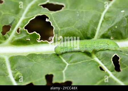 larve de papillon blanc de chou, pieris rapae, sur feuille mangée, gros plan d'une chenille ravageuse Banque D'Images