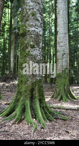 photo verticale de la vieille forêt avec de hauts troncs d'arbres texturés recouverts de mousse douce verte, parc naturel déserté avec de beaux arbres moussues Banque D'Images