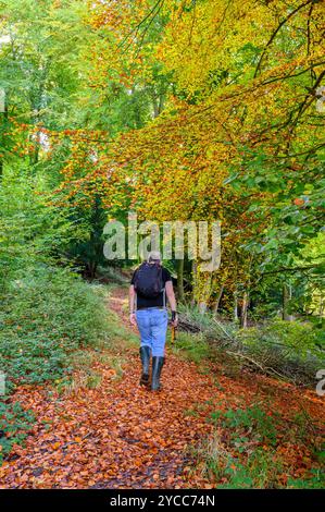 Un homme âgé marche sur un chemin couvert de feuilles mortes sous des auvents dans les ombres d'automne sur les South Downs dans la région de Bignor, West Sussex, Angleterre. Banque D'Images