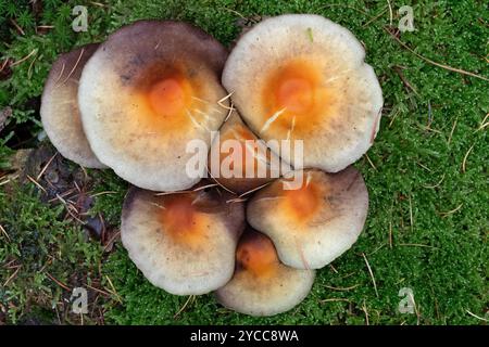 Grappe de champignons de touffes de soufre poussant dans la mousse, topview Banque D'Images