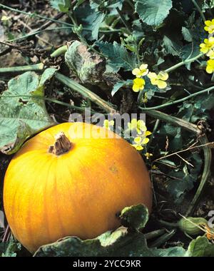 Une citrouille poussant dans un jardin. Citrouille dans une parcelle de citrouille sur une ferme à long Island, New York, États-Unis. Nourriture d'automne. Agriculture. Vacances américaines Banque D'Images