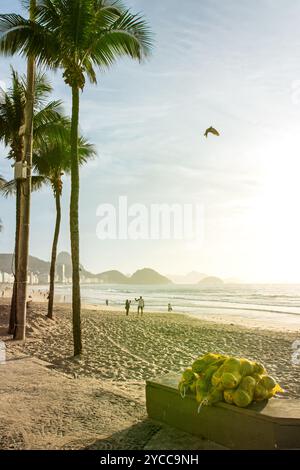 Noix de coco et palmiers à Copacabana Beach à Rio de Janeiro au Brésil au lever du soleil Banque D'Images