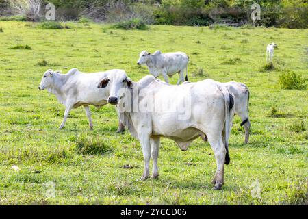 Nelore vache pâturant sur des terres agricoles dans la campagne du Brésil Banque D'Images
