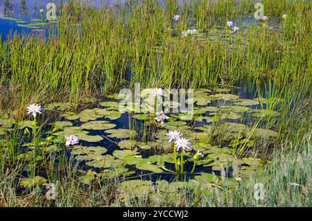 Nénuphars (Nymphaea immutabilis) et roseaux dans la zone humide de la réserve naturelle de Parry Lagoons, près de Wyndham, dans le nord de l'Australie occidentale Banque D'Images
