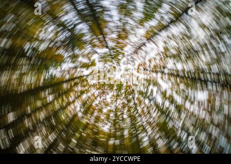 Une vue dynamique enchanteresse mettant en valeur des arbres ornés de feuilles tourbillonnantes dans un paysage d'automne vivant et vibrant Banque D'Images