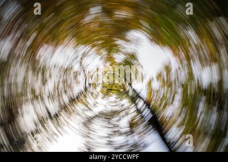 Une vue dynamique enchanteresse mettant en valeur des arbres ornés de feuilles tourbillonnantes dans un paysage d'automne vivant et vibrant Banque D'Images