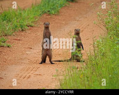 Paire de manguières baguées (mungos mungo) en position debout sur une piste de terre rouge dans le parc national de Ruaha, Tanzanie, Afrique Banque D'Images