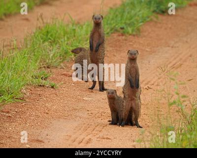 4 Mangouste baguée (mungos mungo) 2 en posture de guet debout sur une piste de terre rouge dans le parc national de Ruaha, Tanzanie, Afrique Banque D'Images