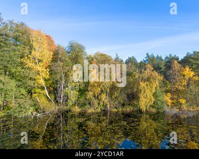 Bouleau argenté et tremble avec feuillage d'automne jaune par un lac encore calme sur une journée d'automne ensoleillée avec un fond de ciel bleu clair Banque D'Images