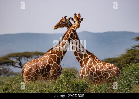 Deux majestueuses girafes réticulées se tiennent étroitement ensemble dans la vaste savane du Kenya, leurs élégants cols entrelacés, affichant grâce et naturel Banque D'Images