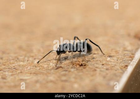 Une araignée sauteuse imitant la fourmi (Myrmarachne sp), également connue sous le nom d'araignée sauteuse ressemblant à une fourmi Banque D'Images