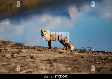 Un renard roux se tient alerte au bord de l’eau, sa fourrure vibrante contrastant avec les reflets calmes du ciel. Capturé dans une nature sauvage canadienne sereine Banque D'Images