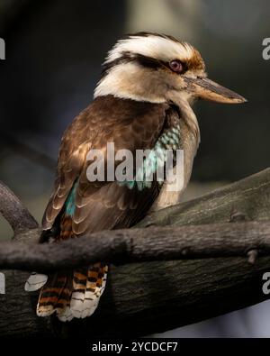 Australian Laughing Kookaburra, Dacelo novaeguineae, Royal Botanical Gardens, Melbourne, Victoria Banque D'Images