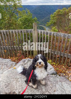 Un chien Bernedoodle en laisse rouge se tient à Turkey Spur Rock, Grandview Rim, dans le parc national de New River gorge, en Virginie occidentale, entouré de souffle Banque D'Images