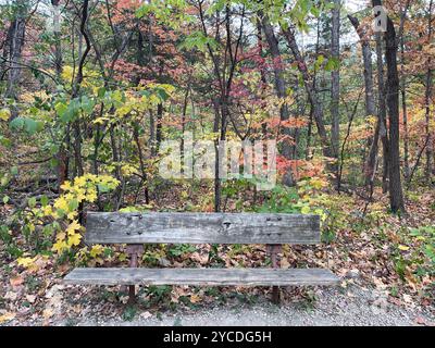 Un banc altéré invite à la contemplation au milieu du spectacle automnal de la nature. Un feuillage vibrant peint la forêt dans une symphonie de rouges, jaunes et verts Banque D'Images