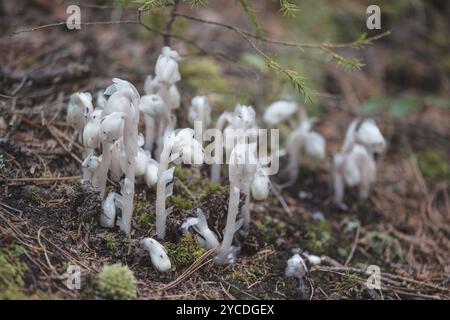 Indian Pipe Flower Ghost Flower dans Maine Forrest Banque D'Images