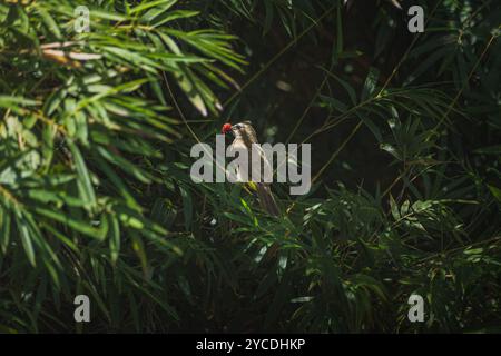 Un Bulbul jaune ventilé perché sur une branche de bambou, savourant une baie rouge juteuse. Les plumes jaunes distinctives de l'oiseau sont visibles lorsqu'il tient le Banque D'Images