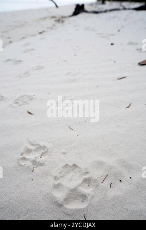 Empreintes de Dingo dans le sable blanc à Moon point, Fraser Island, Kgari, Hervey Bay, Queensland Australie Banque D'Images