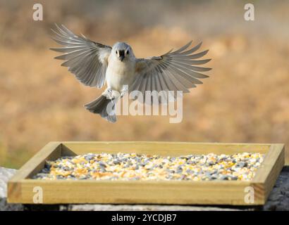 Titmouse touffeté en vol, sur le point d'atterrir sur une mangeoire en hiver. Vue de face avec ailes grandes ouvertes. Banque D'Images